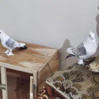 کفتر یا کبوتر|پرنده|ری, شهادت|دیوار