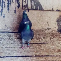 جفت زاق پلاکی عراقی