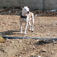 سگ پیتبول ماده|سگ|شوشتر, |دیوار