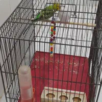 مرغ عشق دو جفت من شرایط نگهداریشو ندارم|پرنده|ملارد, |دیوار