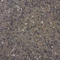 ماش ارتشی گتوند