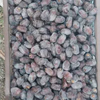 خرما مُرداسَنگ پیچیده، خاصوئی ،خنیزی و کلوته|خوردنی و آشامیدنی|بندرعباس, |دیوار