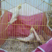 عروس هلندی ۲ تا