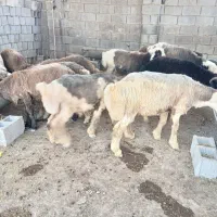 سلام بره نر چاق کشتاری ومخصوص کشتار