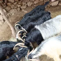 بز آبستن|حیوانات مزرعه|دهدشت, |دیوار