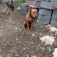 ژرمن و پیتبول|سگ|صومعه‌سرا, |دیوار