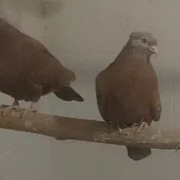 سرخ چش و نوک|پرنده|لنجان, |دیوار