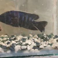 فروشی|ماهی|سیرجان, |دیوار