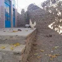 خروس سلطان سفید