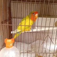 کتوله