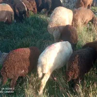 بره سه عدد قرمزا ماده سفید چشم قرمز نر پنج ماهه|حیوانات مزرعه|تبریز, |دیوار