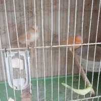 قناری سرامیکی اصیل|پرنده|کرج, کرج نو|دیوار