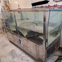 اکواریوم ۲۰۰ کیلویی ماهی قزل الا استیل نو