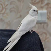 عروس هلندی نر آلبینو