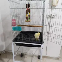 پرنده|پرنده|هشتگرد, هشتگرد قدیم|دیوار