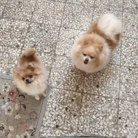 پامر خرسی ماده