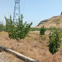 باغ در روستای علی اباد رند تخفیف خوب دادم|فروش زمین و ملک کلنگی|ماکو, |دیوار