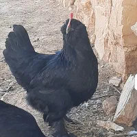 تخم مرغ گلین ومرندی|حیوانات مزرعه|مسجد سلیمان, |دیوار