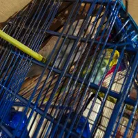 مرغ عشق جفت