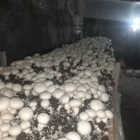 اجاره یک واحد مسکونی دربست به همراه یک واحد تولیدی