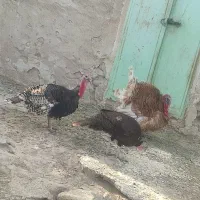 2 بوقلمون نر و 1بوقلمون ماده فروخته میشود