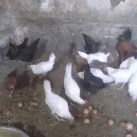 مرغ محلی و مرغ ماشینی|حیوانات مزرعه|چهاردولی, |دیوار