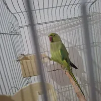 قفس دکوری ،به همراه طوطی ملنگو