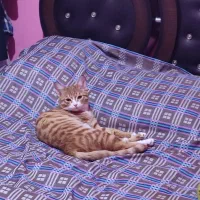 گربه مهربون و اجتماعی