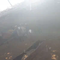 بره های ماده وزن ۲۰ تا ۴۰|حیوانات مزرعه|اسفراین, |دیوار