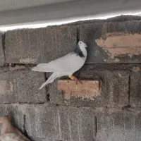 یک جفت گرفتنی