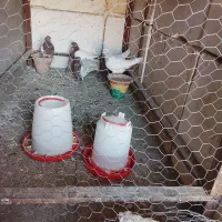 کبوتر|پرنده|خسروشاه, |دیوار