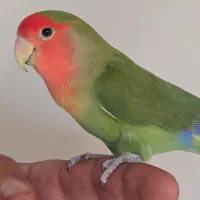 کوتوله برزیلی