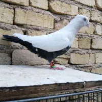 کفتر شهری یال، ، دمبی|پرنده|شیراز, شهرک فرزانگان|دیوار