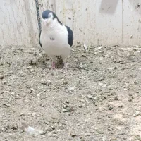 کفتر|پرنده|خاش, |دیوار