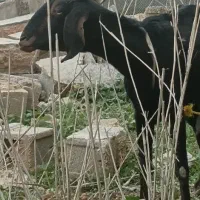 بز ابستن|حیوانات مزرعه|امیدیه, |دیوار