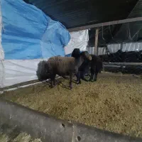 نر بره گوسفند