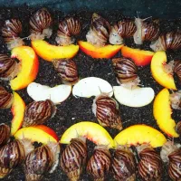 مارژیناتا ،ایماکولاتادر سایز های مختلف