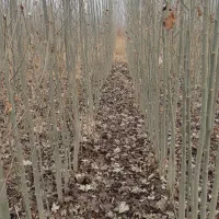 نهال کبوده اصلاح شده