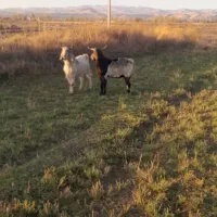 دو نر یک ساله