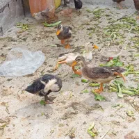 جوجه اردک ۳ ماه