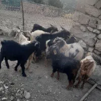 کره نر
