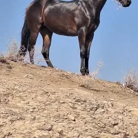 اسب|اسب و تجهیزات اسب‌سواری|بومهن, |دیوار