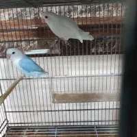 طوطی برزیلی مولد