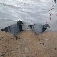 جوجه پلاکی