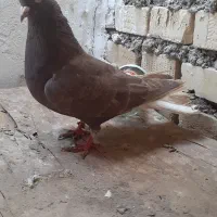 دم سفیدماده باکاغذی زردنر|پرنده|باوی, |دیوار