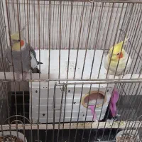 ب علت جاب جایی