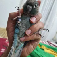 گرینچیک گم شده
