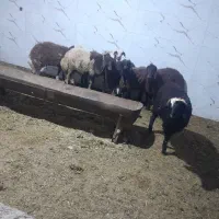 بره ریز