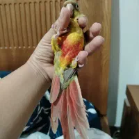 پرنده گیرینچیک آناناسی|پرنده|شیراز, دلجو|دیوار