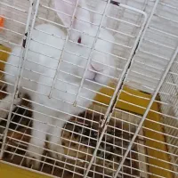 خرگوش چشم رنگی|موش و خرگوش|بندرعباس, |دیوار